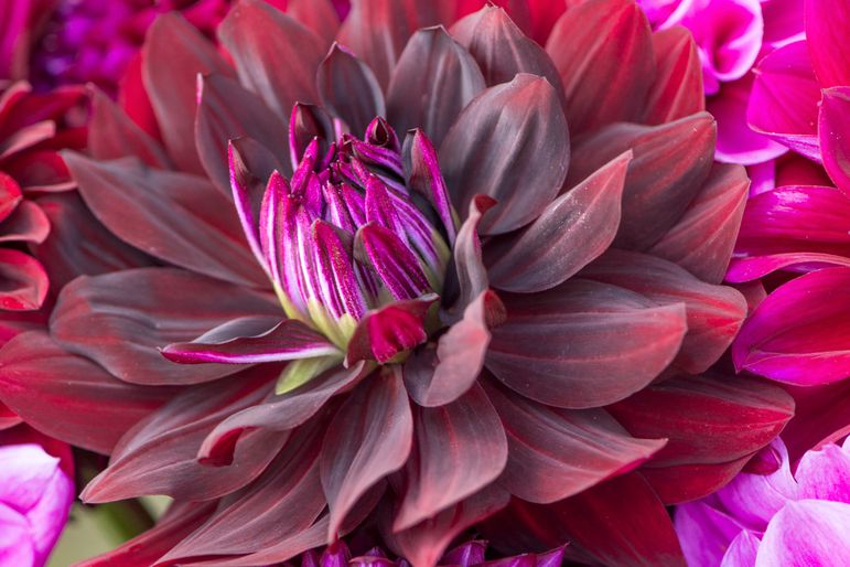 close up pink purple red dahlias