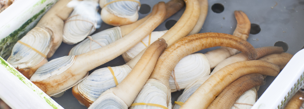 7Foods_Geoduck